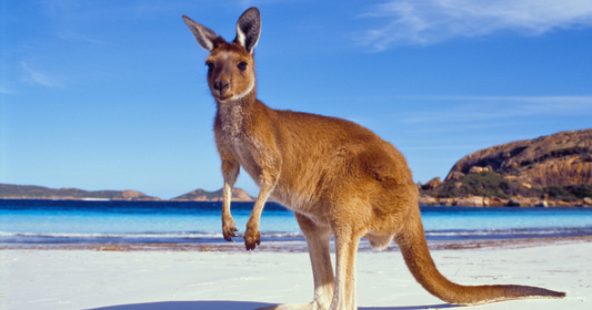 Hop-On Hop-Off Australia vs Contiki: Greyhound, Premier, Stray Compared