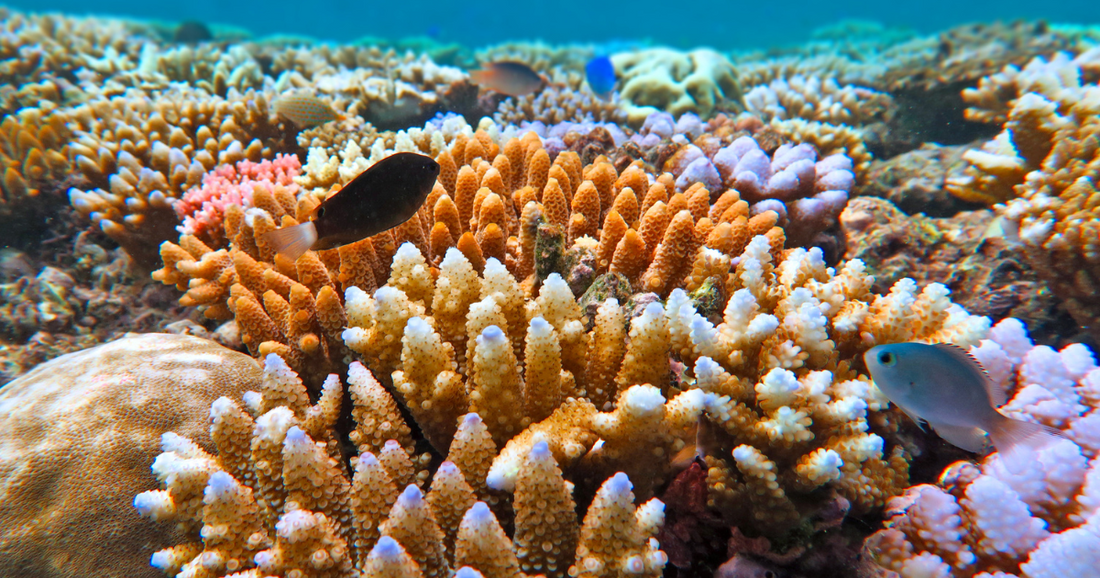 Contiki Great Barrier Reef Tours: Don’t Risk Ruining the Trip of a Lifetime